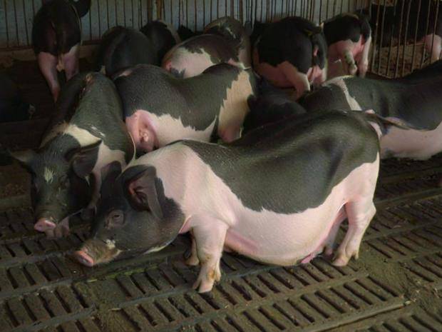 給母豬配什麼飼料好，母豬飼料參考配方