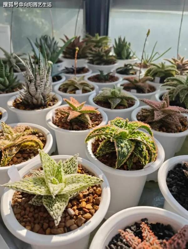 陽臺養多肉會徒長？試試“園藝蘆薈”，五顏六色，超級漂亮！