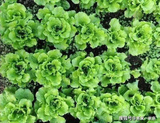 原創巧用蜂蜜縮合反應，輕鬆鑑別蜂蜜中是否含有蔗糖