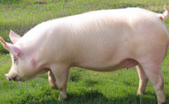 大白豬飼料自已怎麼配，育肥豬飼料參考配方