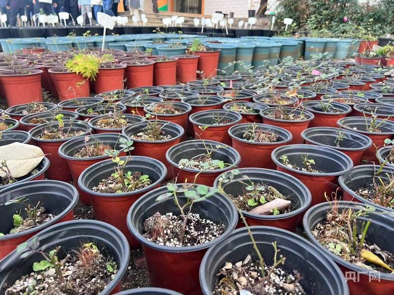 雲南加工花卉產業再添科創引擎，雲南農科院花卉所加工花卉研究中心在昆明揭牌成立