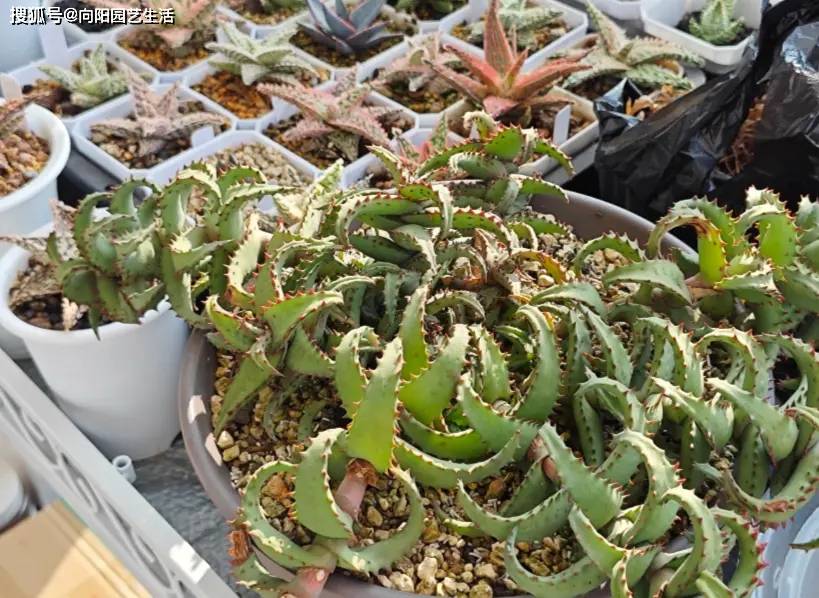 陽臺養多肉會徒長？試試“園藝蘆薈”，五顏六色，超級漂亮！