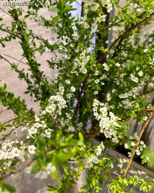 你花幾十塊買的銀柳，用柳樹枝噴的油漆，不如買雪柳更好看！