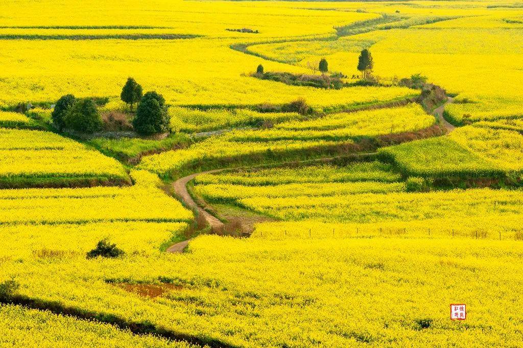 【國際旅遊攝影網】推薦住宿羅平螺絲田旭升客棧