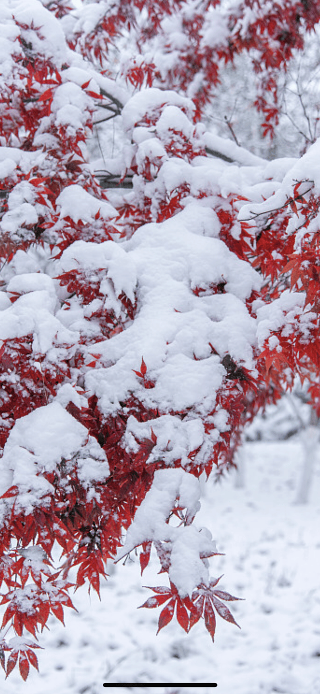 漫天飛雪迎春到 馬年初聞見綠草——詩人趙鋼詩歌新作賞析