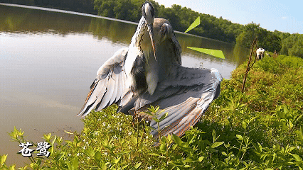 藏不住了！用科技解鎖大灣區中央溼地萌態圖鑑