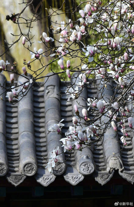 收藏春日！打卡春天裡的大美中國