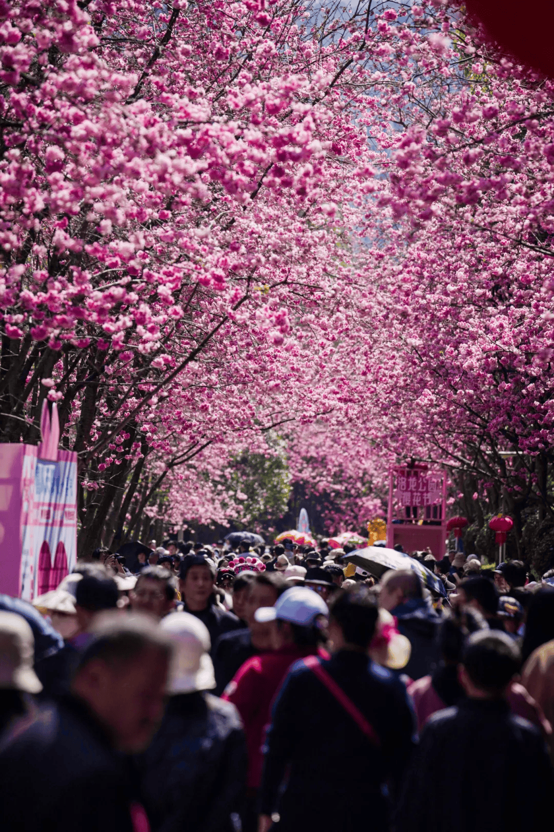 三八節限定！櫻花樹下，詩歌與鮮花皆為她