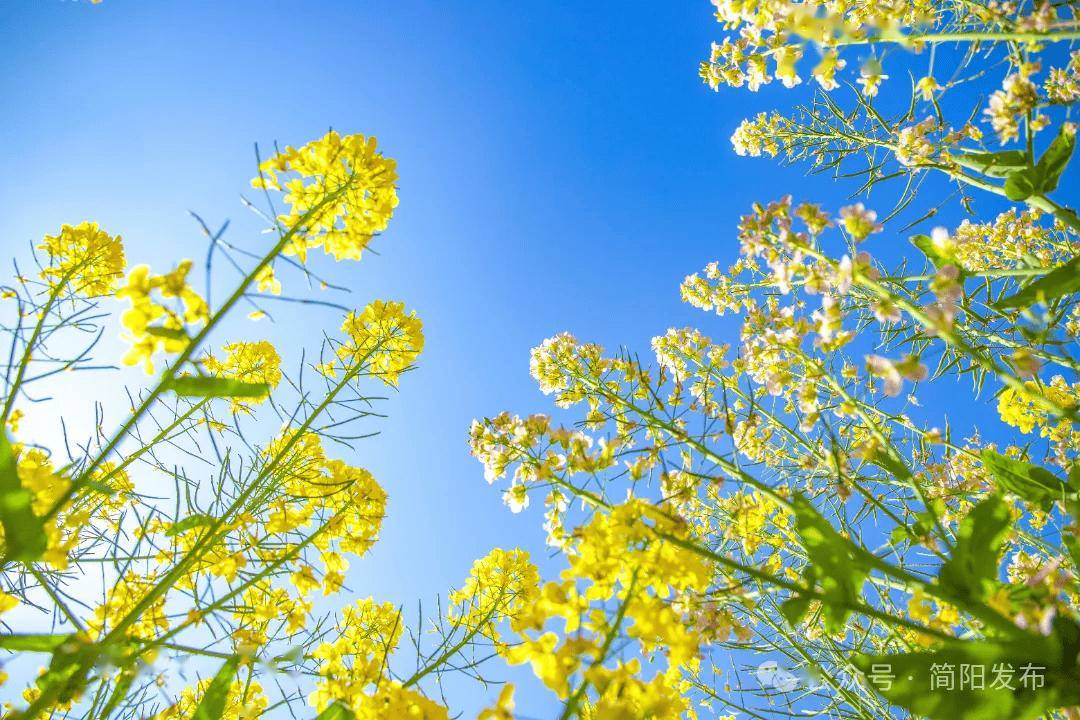 石鍾鎮前鋒村：春日盛景啟用鄉村旅遊新動能