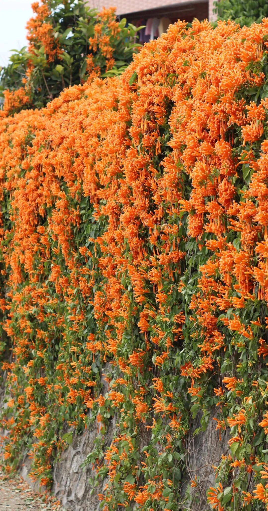 收藏！泉州春日賞花去哪裡？花期+地址全攻略