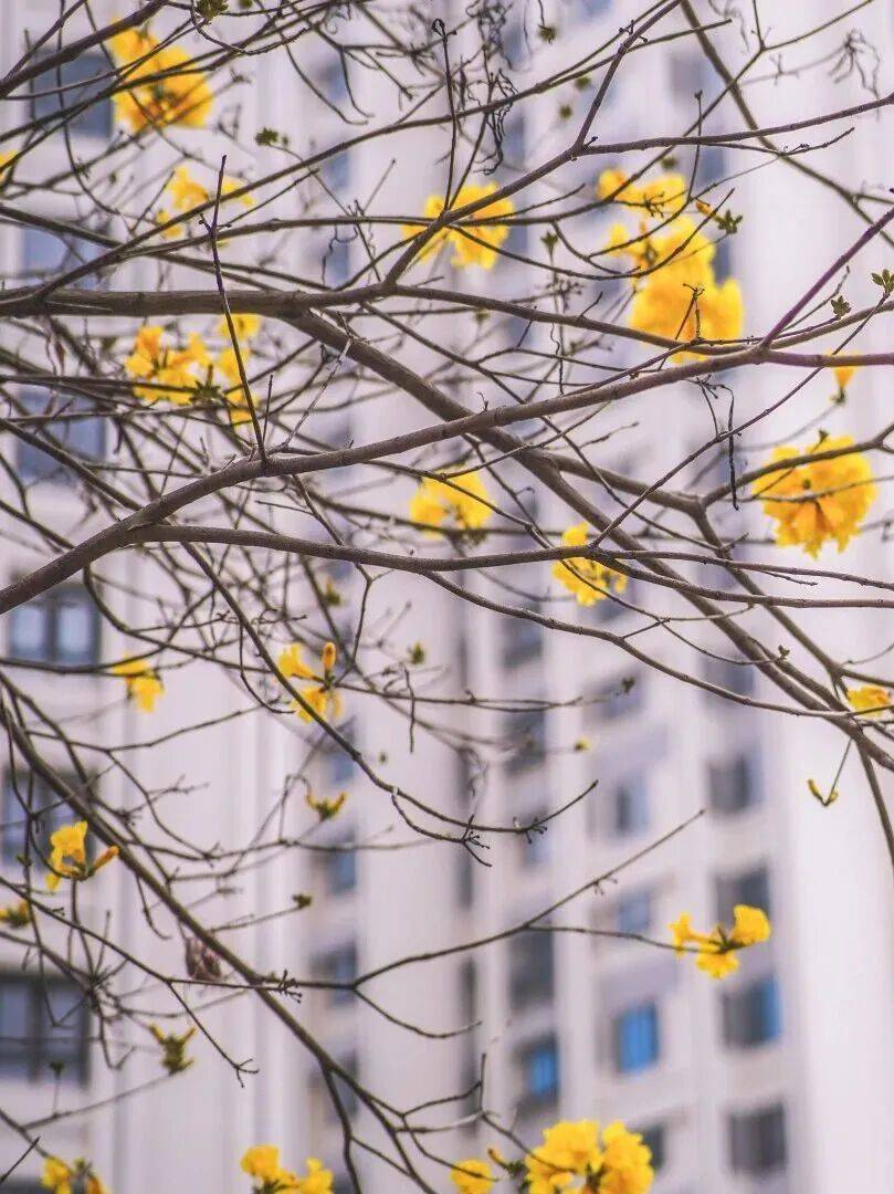 收藏！泉州春日賞花去哪裡？花期+地址全攻略