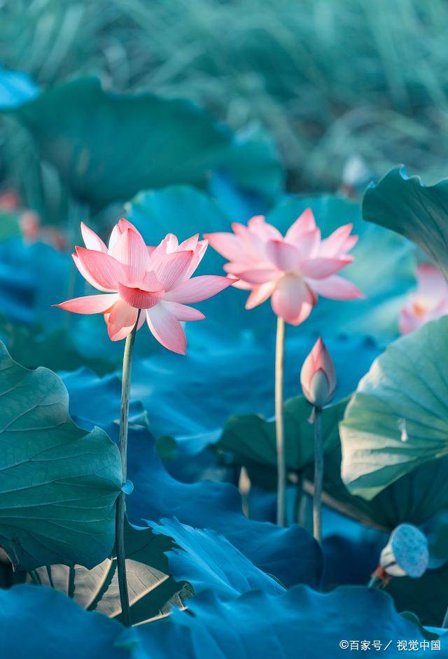 原創張廷玉這篇千古奇文，僅僅 76 字，卻說透 “慎言” 之道，建議收藏！