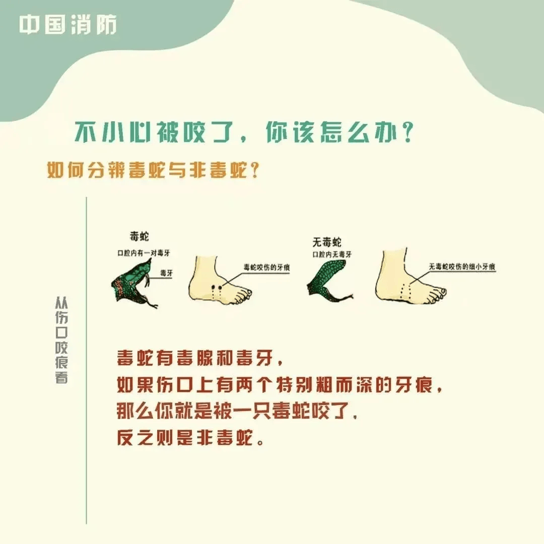 雲南3歲女童被眼鏡王蛇咬傷，“假死”3天后奇蹟生還！