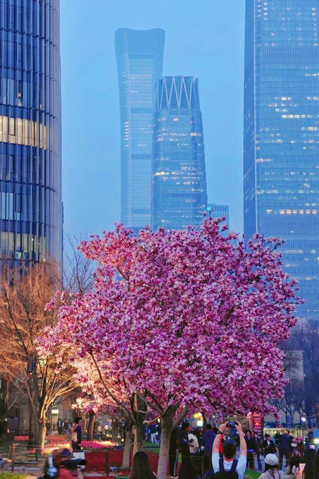 CBD創新力量｜北京CBD：從“水泥森林”到“花園客廳”