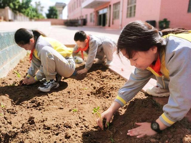 平谷這所小學打造校內“見縫插針小田園”
