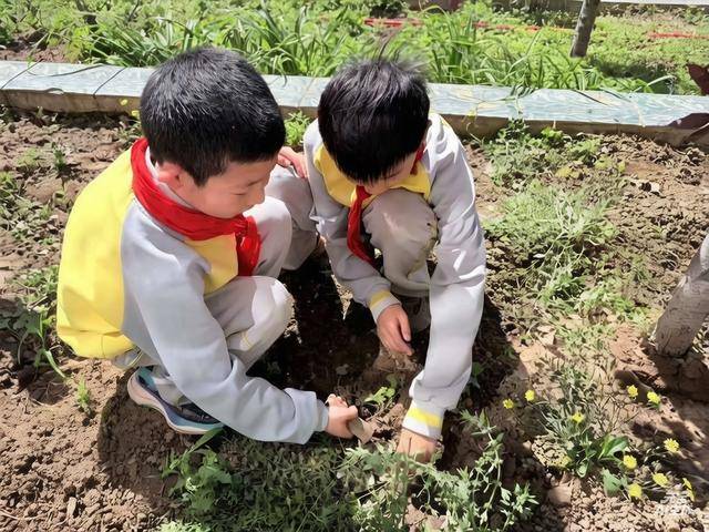 平谷這所小學打造校內“見縫插針小田園”