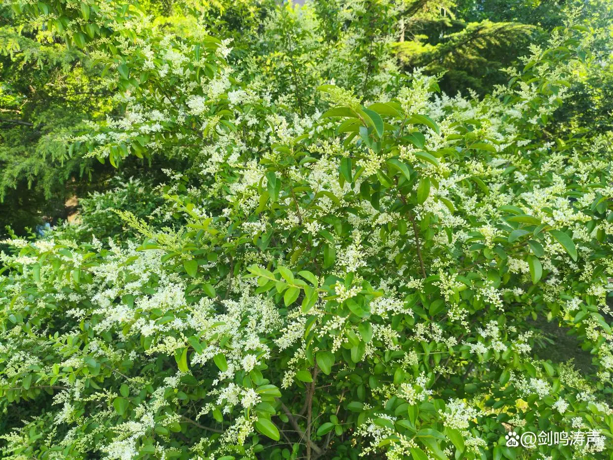 原創有著14年留學經歷的研究生，為什麼要直播帶貨？