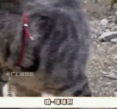 這就是被貓罩著的感覺嗎？取快遞被陌生狗纏住，狸花貓變身黑貓警長霸氣護送！