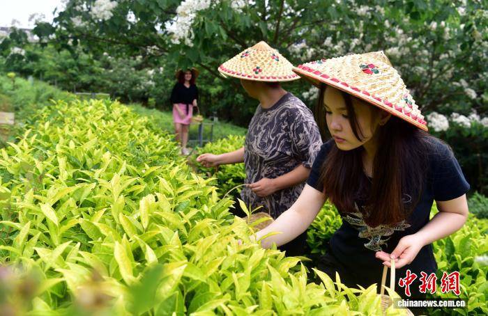 留學生武夷山沉浸式體驗中國茶文化