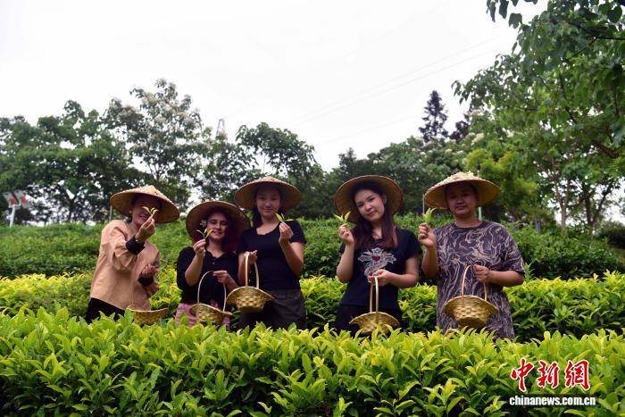 留學生武夷山沉浸式體驗中國茶文化