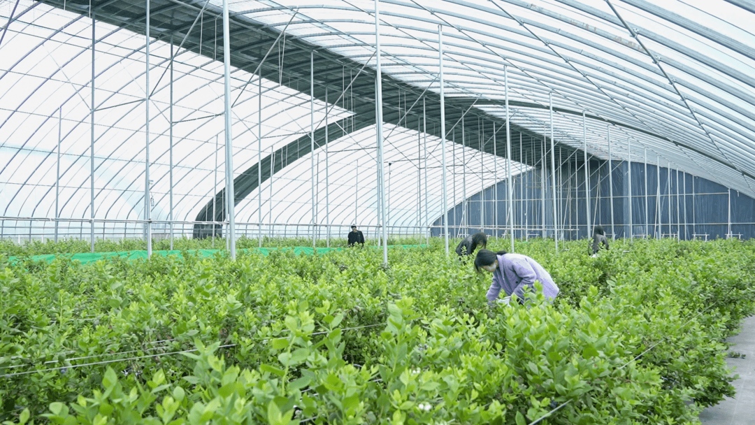 鹽城市射陽縣海通鎮：科技賦能，繪就“莓”好豐收景