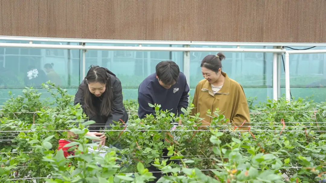 鹽城市射陽縣海通鎮：科技賦能，繪就“莓”好豐收景