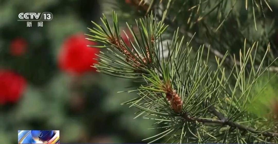 “黃山迎客鬆開花如披黃金甲”影片熱傳，實為往年素材