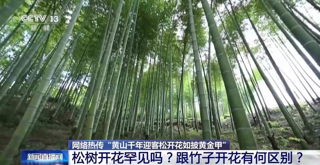 “黃山迎客鬆開花如披黃金甲”影片熱傳，實為往年素材