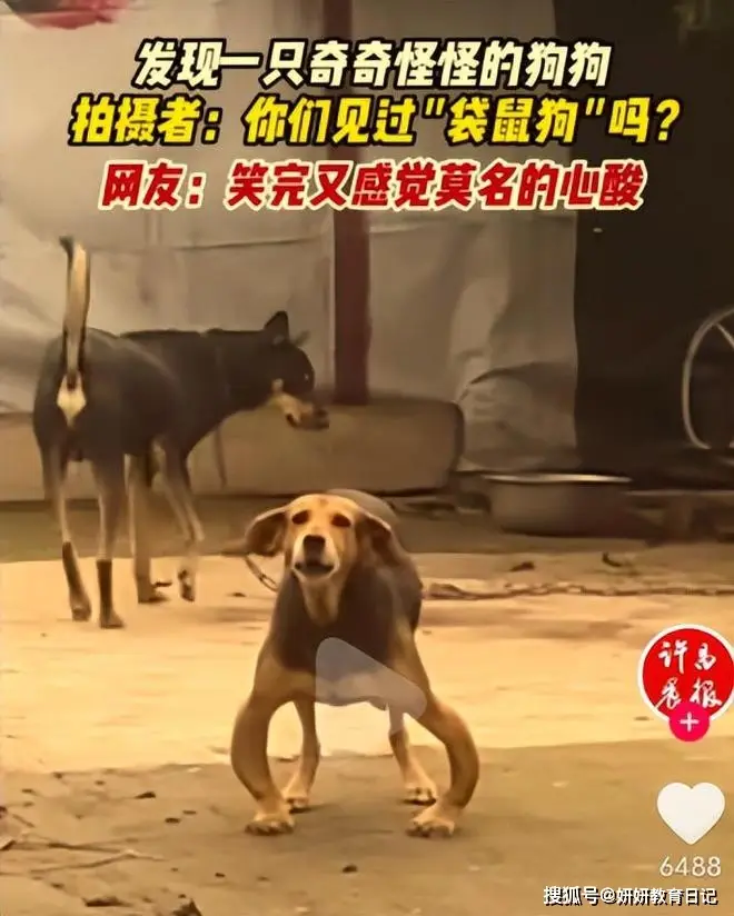 原創“再跳你兒子就長不高了”，小學生跳繩影片，下肢已經不成樣了