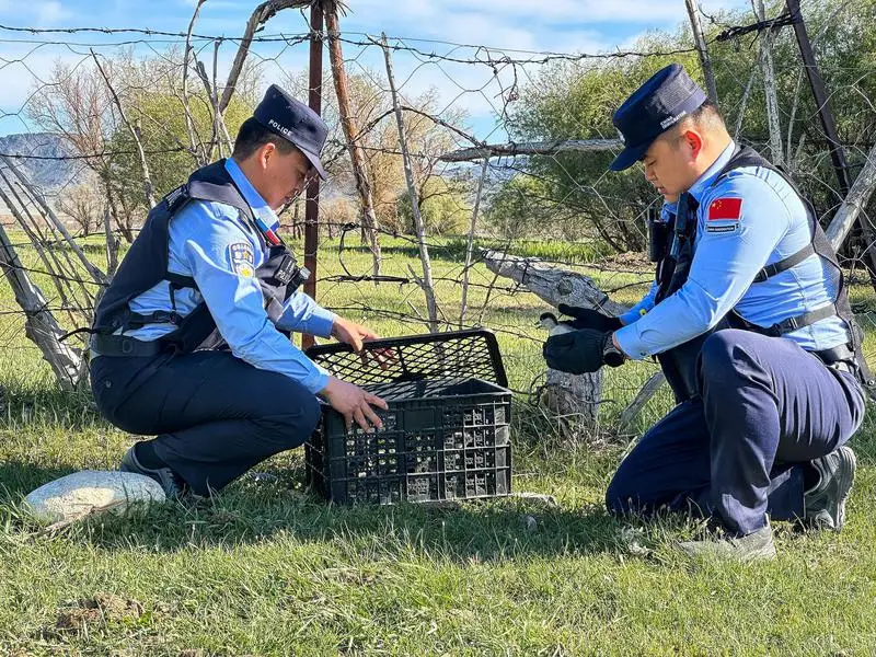 新疆阿勒泰：踐行生態警務 移民管理警察緊急救助“三有”動物赤麻鴨幼崽