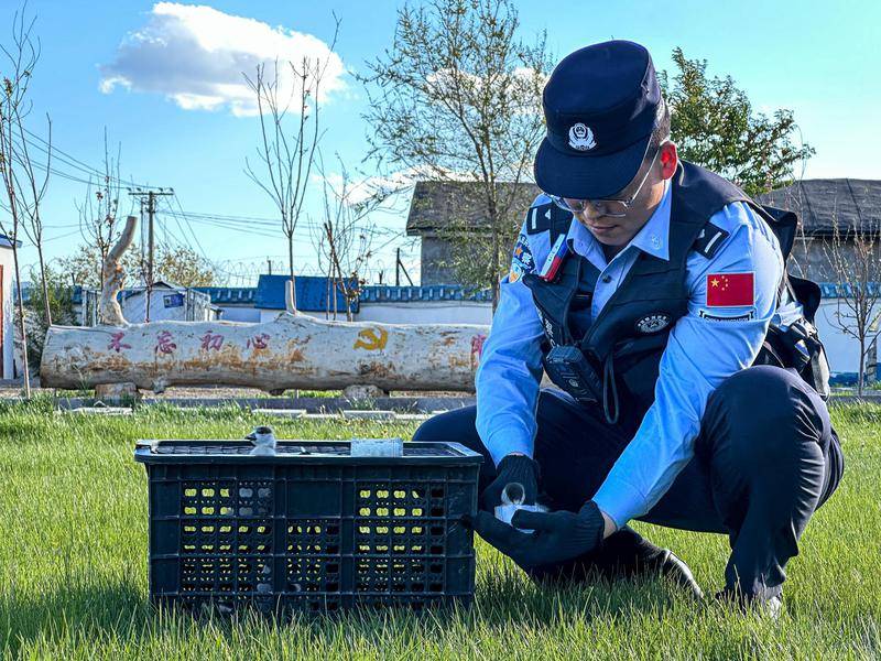 新疆阿勒泰：踐行生態警務 移民管理警察緊急救助“三有”動物赤麻鴨幼崽