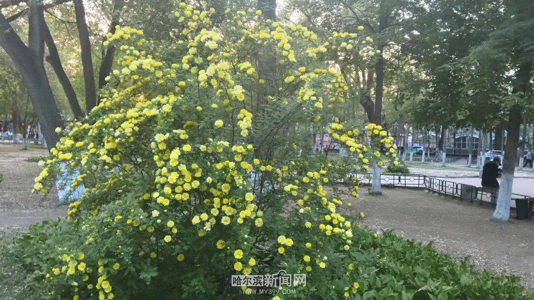 金花爭豔｜冰城黃刺玫迎來盛放季節，賞花地圖快收藏