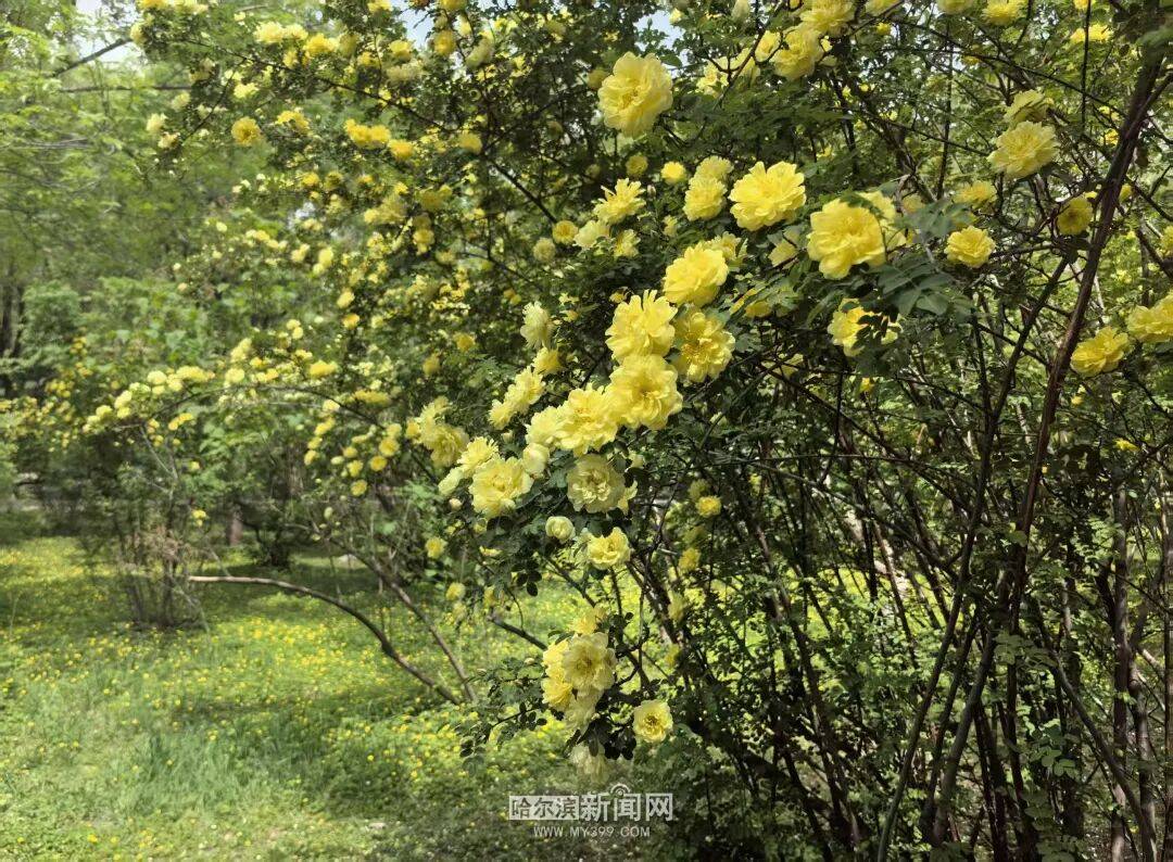 金花爭豔｜冰城黃刺玫迎來盛放季節，賞花地圖快收藏