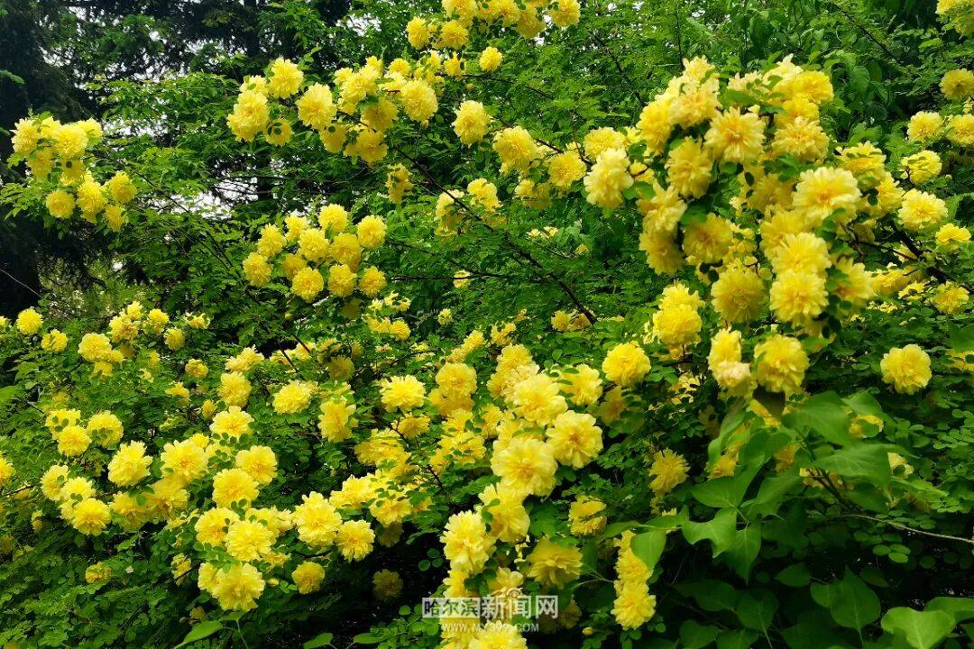 金花爭豔｜冰城黃刺玫迎來盛放季節，賞花地圖快收藏