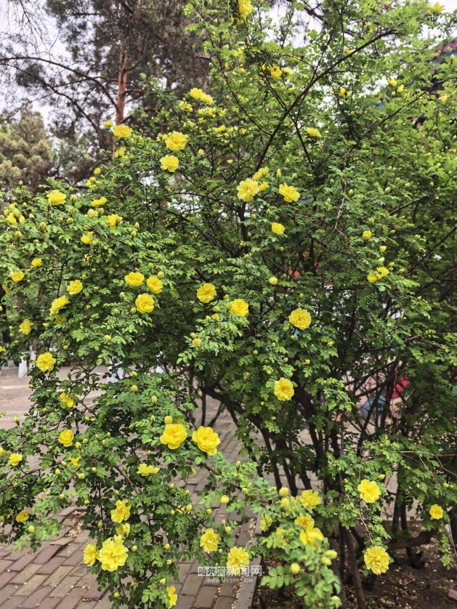 金花爭豔｜冰城黃刺玫迎來盛放季節，賞花地圖快收藏