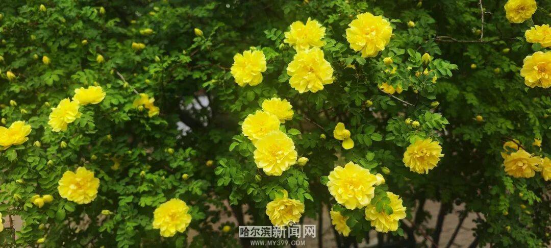 金花爭豔｜冰城黃刺玫迎來盛放季節，賞花地圖快收藏