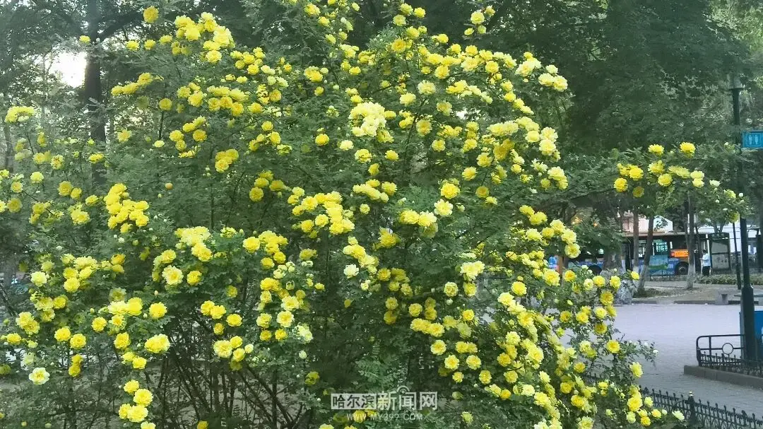 金花爭豔｜冰城黃刺玫迎來盛放季節，賞花地圖快收藏