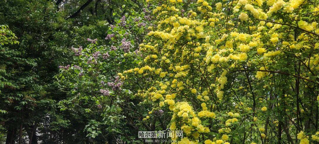金花爭豔｜冰城黃刺玫迎來盛放季節，賞花地圖快收藏