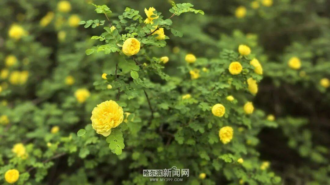 金花爭豔｜冰城黃刺玫迎來盛放季節，賞花地圖快收藏