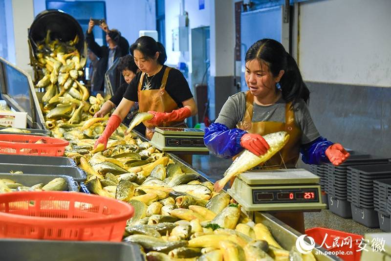 一條好魚從東來，徽菜譜上多一“鮮”