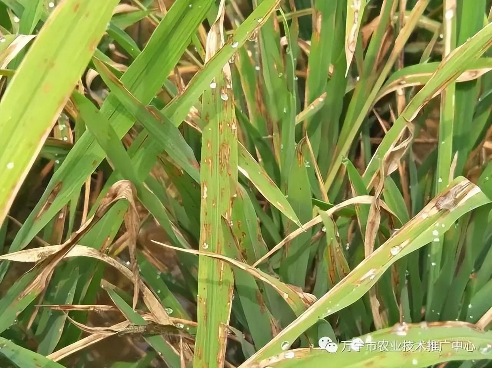 硬核收藏：八大類細菌性病害實戰手冊（收藏版）