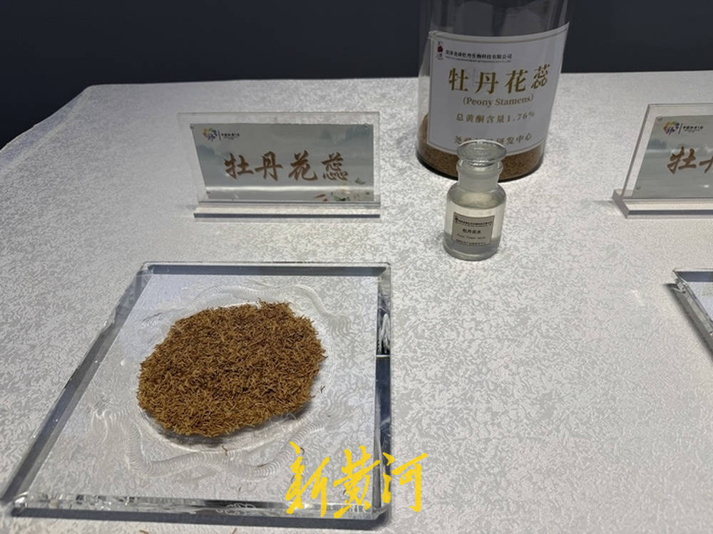 從田間登上世界貨架,菏澤牡丹解鎖N種可能 | 活力中國調研行