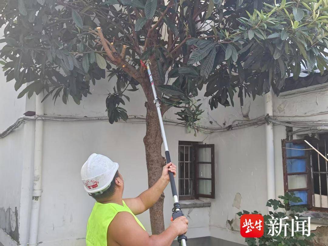 修剪擾民樹木，社羣快速響應居民訴求