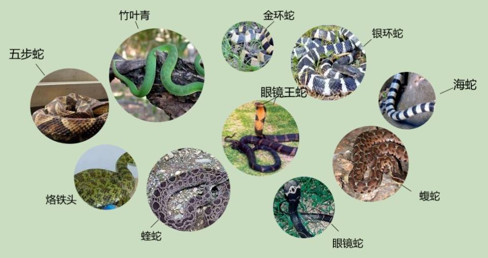88歲奶奶在家門口遇到眼鏡蛇，一腳踢過去反被蛇張口咬傷