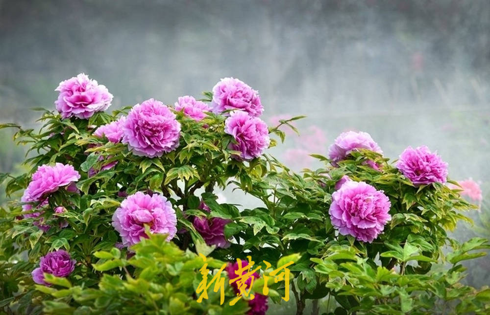 從田間登上世界貨架,菏澤牡丹解鎖N種可能 | 活力中國調研行