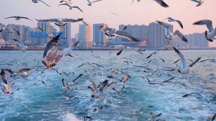 北方第一、全國唯一：青島海上旅遊“雙國家級海上精品航線”領跑全國！