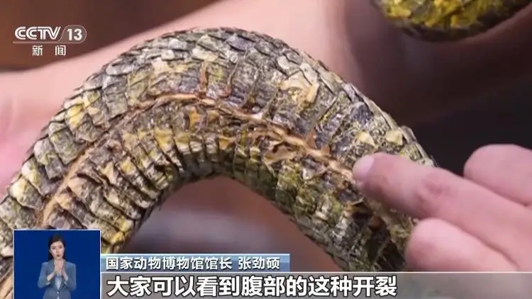 博物館珍貴蛇標本被破壞，館方：保留依法追究法律責任權利