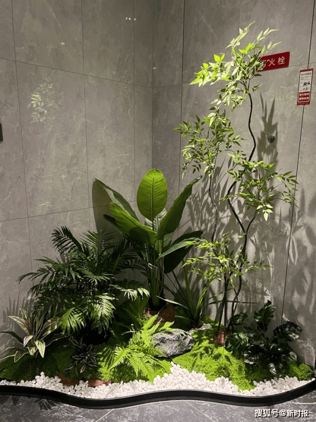 南京花苑綠植租賃：管家式託管解決辦公養護難題