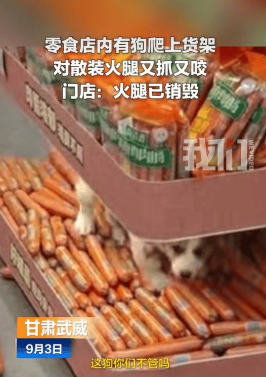 網友反映甘肅武威一零食店有狗趴貨架上咬火腿腸，官方通報：屬實，已立案調查