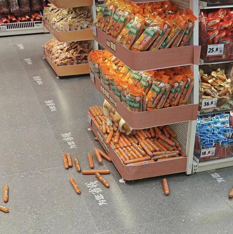 甘肅武威大學步行街一零食店內，犬隻扒舔貨架散裝火腿腸引爭議 市場監管所：已查封